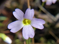 Pinguicula primuliflora
