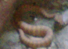 Acanthophis cryptamydros