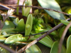 Pinguicula primuliflora