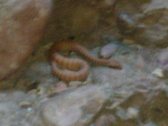 Acanthophis cryptamydros