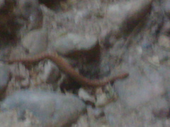 Acanthophis cryptamydros