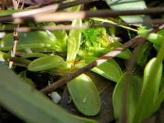 Pinguicula primuliflora