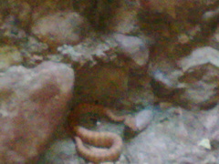 Acanthophis cryptamydros