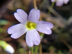 Pinguicula primuliflora