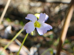 Pinguicula primuliflora