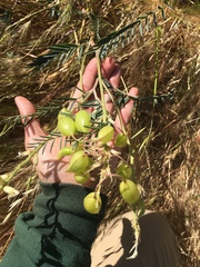 Astragalus asymmetricus