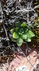 Sedum ebracteatum
