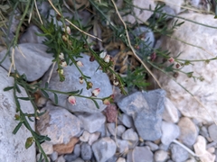 Thamnosma texana