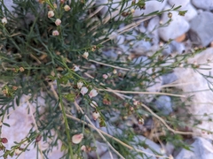 Thamnosma texana