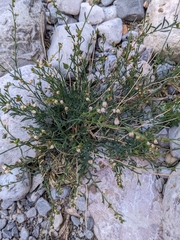 Thamnosma texana