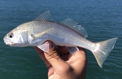 Genyonemus lineatus