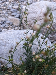 Thamnosma texana