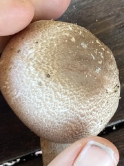 Agaricus subrufescens