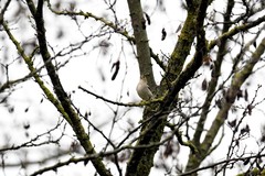 Fringilla coelebs
