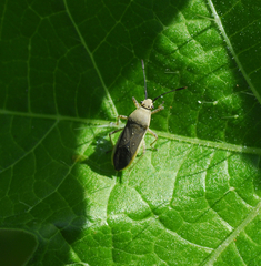 Catorhintha selector