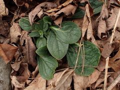 Lithospermum tuberosum