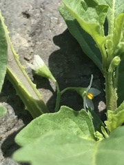 Solanum sanfurgoi
