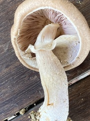 Agaricus subrufescens