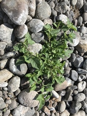 Solanum sanfurgoi