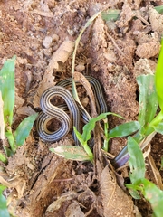 Elapomorphus quinquelineatus