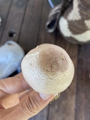 Agaricus subrufescens