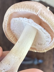 Agaricus subrufescens