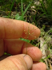 Dichanthelium ensifolium