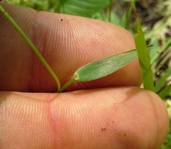 Dichanthelium ensifolium