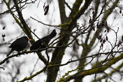 Turdus merula