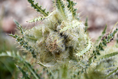 Cirsium scopulorum