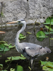Ardea cinerea