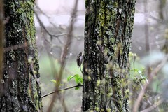 Certhia brachydactyla