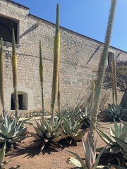 Agave guiengola