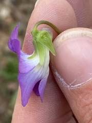 Viola langloisii
