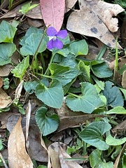 Viola langloisii