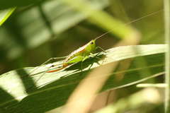 Conocephalus ochrotelus