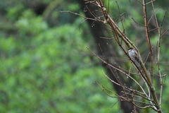 Passer domesticus