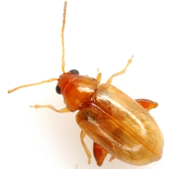 Glyptina