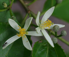 Grewia australis