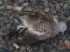 Geopelia placida placida