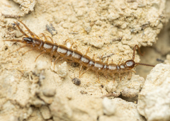 Lithobius calcaratus
