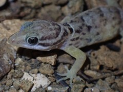 Gonatodes antillensis