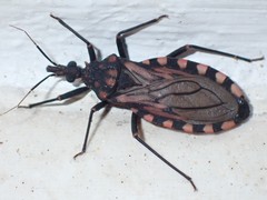 Triatoma maculata