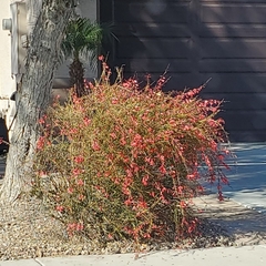 Russelia equisetiformis