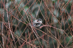Aegithalos caudatus