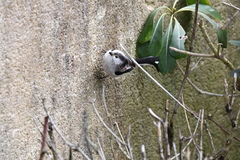 Aegithalos caudatus