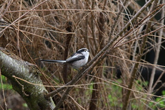 Aegithalos caudatus