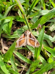 Calyptis iter