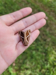 Calyptis iter