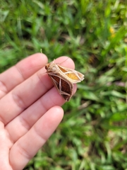 Calyptis iter